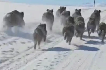 Başkale’de domuz sürüsü görüntülendi 