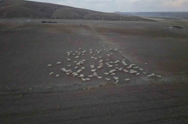 Başkan Büyükkılıç’ın projesi ile kırsalda koyun sayısı arttı, meralar canlandı 