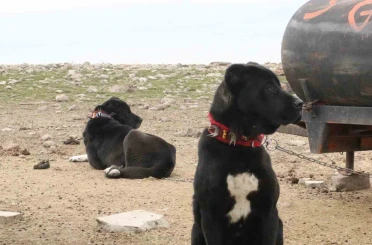 Başkentin siyah bekçileri: Haymana Karası 