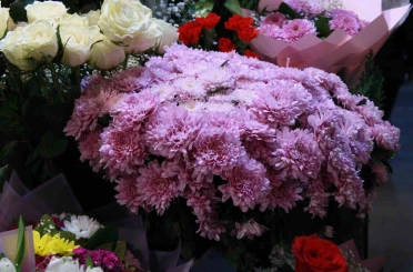 Başkent’te Öğretmenler Günü kasımpatıyla kutlanıyor 