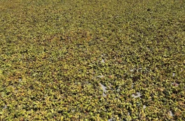 Batı Karadeniz’de fındık harmana indi 
