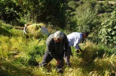 Batman’da asırlardır orakla pirinç hasadı yapılıyor 