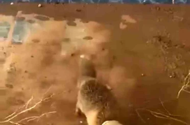 Batman’da bidona kafası sıkışan tilki kurtarıldı