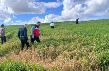 Batman’da çiftçilere ’yanlış ilaçlama’ uyarısı 