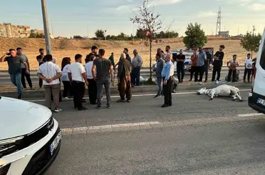 Batman’da hafif ticari araç eşeğe çarptı
