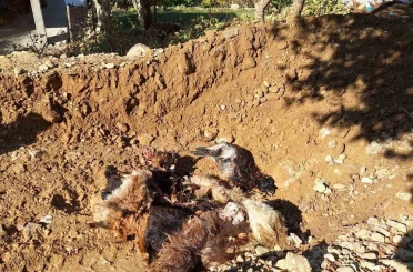 Batman’da kurtlar ağıla girerek 10 adet küçükbaş telef etti 