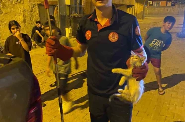 Batman’da pano içinde mahsur kalan kedileri itfaiye ekipleri kurtardı 