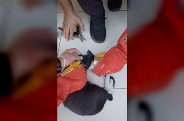 Batman’da yaramaz kedi kafasını tenekeye sıkıştırdı, itfaiye kurtardı 