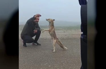 Bayburtlu aile yayla yolunda karşılaştıkları tilkiyi kekle besledi 
