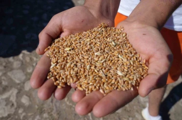 Bayburt’ta 2 bin 570 işletmeye 67 bin 294 çuval yem desteği verilecek