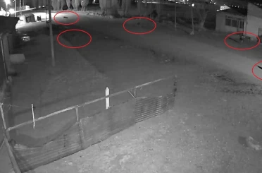 Bayburt’ta 5 kurdun köpeği tuzağa çektiği anlar kamerada 