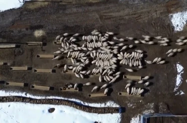 Bayburt’ta 50 milyon liralık yem desteği 2 bin 601 işletmeye ulaştı 