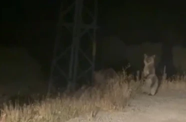 Bayburt’ta anne ve yavru ayının sinirli anları: Ayakları üzerinde araçtakileri korkutmaya çalıştılar 