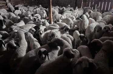 Bayburt’ta buzağı, malak, kuzu ve oğlak desteği ikinci dönem başvuruları yarın başlıyor 