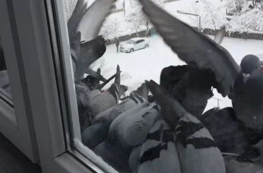 Bayburt’ta dondurucu soğuk: Güvercinler yem bulmak için pencerelere akın etti 