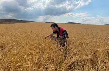 Bayburt’ta hububat tarlalarında sarı pas hastalığı kontrolü yapıldı
