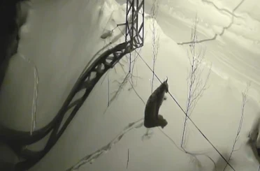 Bayburt’ta köye inen vaşak güvenlik kamerasında: Yol kenarında durup çevreyi izledi 