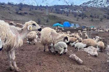 Bayburt’ta küçükbaş hayvancılığa destek başvuruları sürüyor 