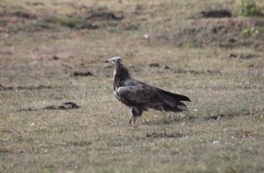 Bayburt’ta nesli tehlike altında olan Mısır Akbabası görüldü 