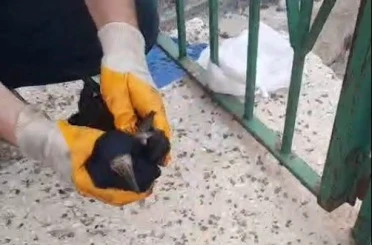 Bayburt’ta poşete dolanan kargayı baba ve oğlu kurtardı 
