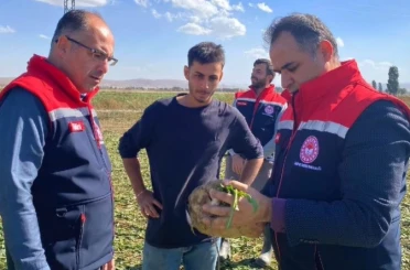 Bayburt’ta şeker pancarı sökümü başladı 