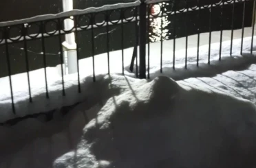 Bayburt’ta su samuru bu kez eşiyle birlikte görüntülendi 