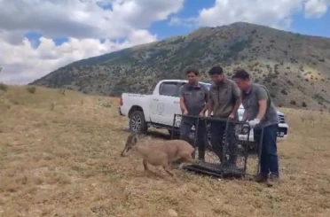 Bayburt’ta tedavisi tamamlanan yaban keçisi yeniden doğaya bırakıldı 