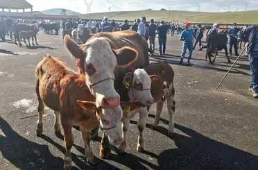 Bayburt’ta yetiştiricilere şap hastalığı uyarısı
