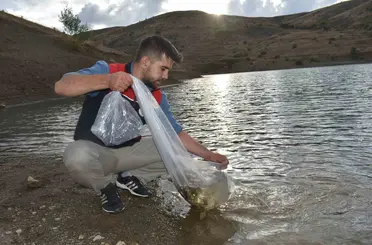 Bayburt’taki göletlere 150 bin sazan yavrusu bırakıldı
