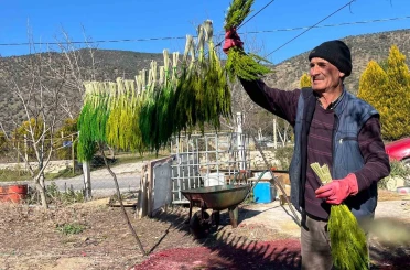 Bayındır nergis kokacak: Nergis ve Kuru Çiçek Festivali başlıyor 