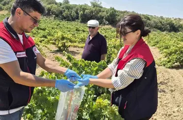 Bekilli’de üzüm bağlarından tek tek numune alınıyor
