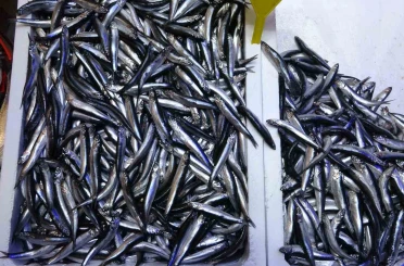 Beklenen Gürcistan hamsisi gelmeyince tezgahlar buzhane hamsisine kaldı 