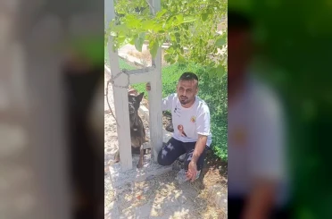 Belçika kurdunu zehirleyip direğe asarak telef ettiler 