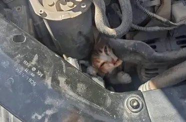 Belen ve Antakya’da mahsur kalan hayvanlar kurtarıldı
