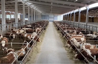 Besi çiftliklerine talep oluyor mu?