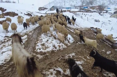 Beyaz örtü altında zorlu yaşam: Erzincan köylerinde kış mesaisi 