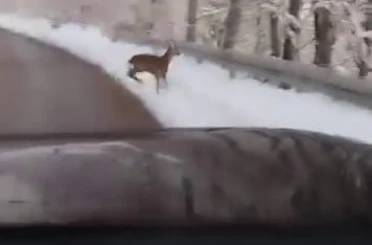 Beyaz örtü üzerinde tatlı karşılaşma: Karaca yola indi 