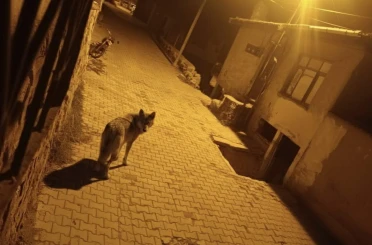 Beypazarı’nda aç kalan kurtlar şehre indi 