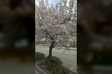 Beypazarı’nda badem ve kayısı ağaçları çiçek açtı 