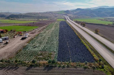Beypazarı’nda mor lahana hasadı sürüyor 