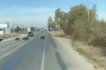 Beyşehir'de kara yoluna çıkan yaban domuzu sürüsü böyle görüntülendi