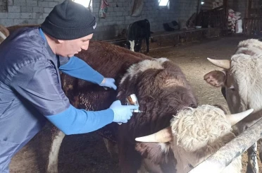 Beyşehir’de şap aşısı seferberliği