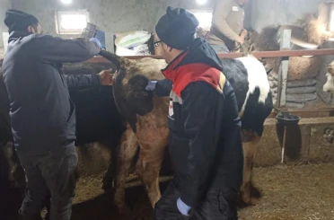 Beyşehir’de şap ile mücadelede çalışmaları