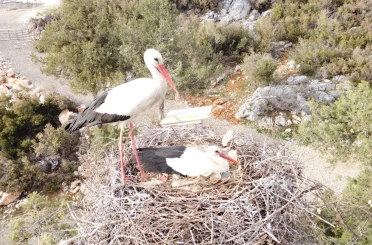 Beyşehir'de yuvalar şenlendi, leylekler vadisi canlandı