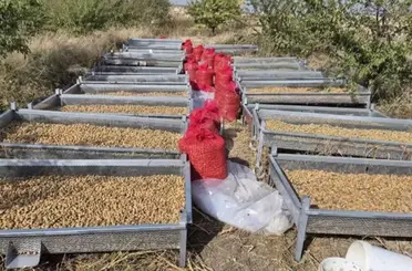 Beyşehir’de Badem Hasadı Sürüyor: Üreticilerin Yüzü Güldü