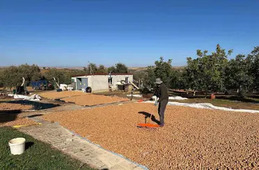 Beyşehir’de ceviz mesaisi hızlandı
