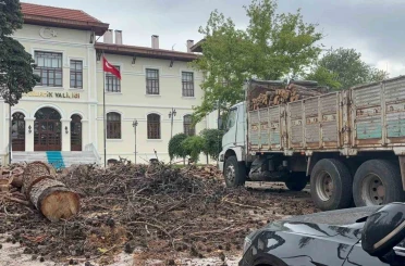 Bilecik Valiliği bahçesindeki dev çam ağaçları kesildi 
