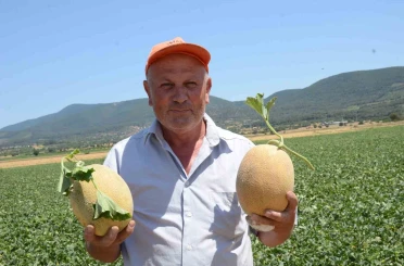 Bilecik’in ünlü Medetli kavununun hasadı başladı 