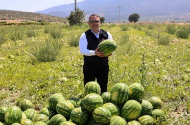Bilecik’te 62 bin tonluk karpuz hasadı bekleniyor 