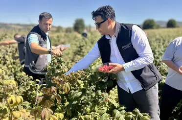 Bilecik’te ahududu hasadı başladı
